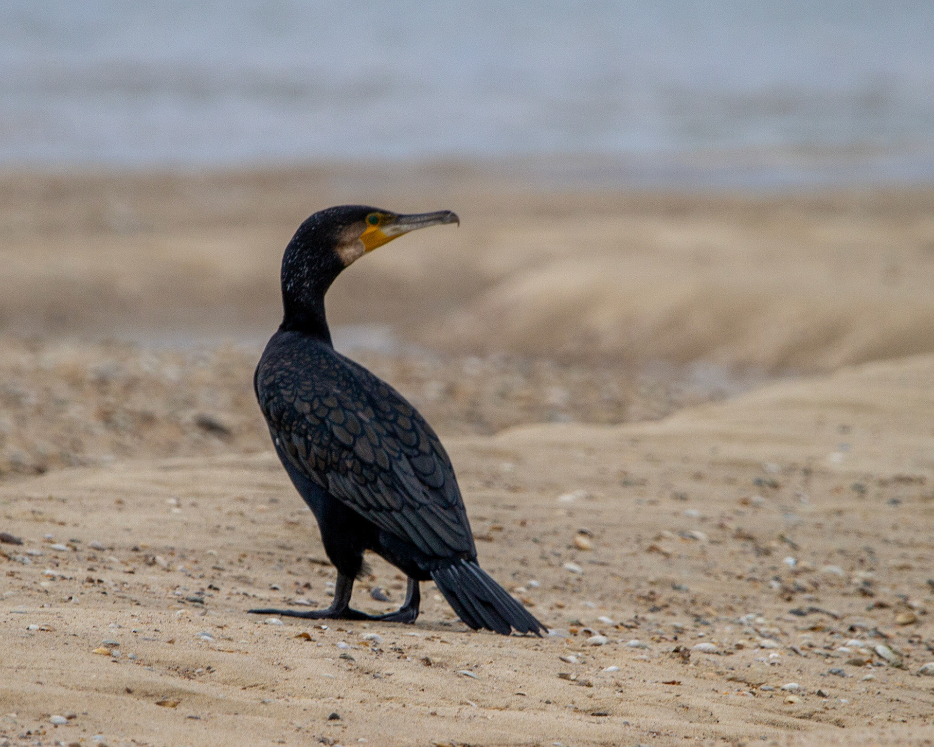 Great cormorant
