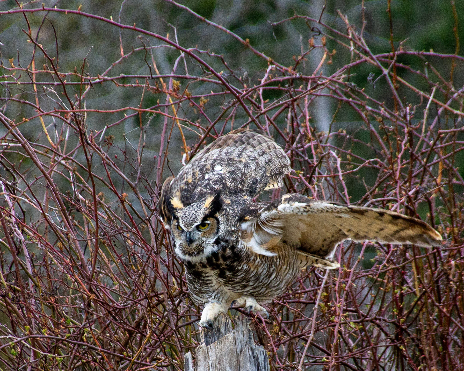 Great horned owl taking off
