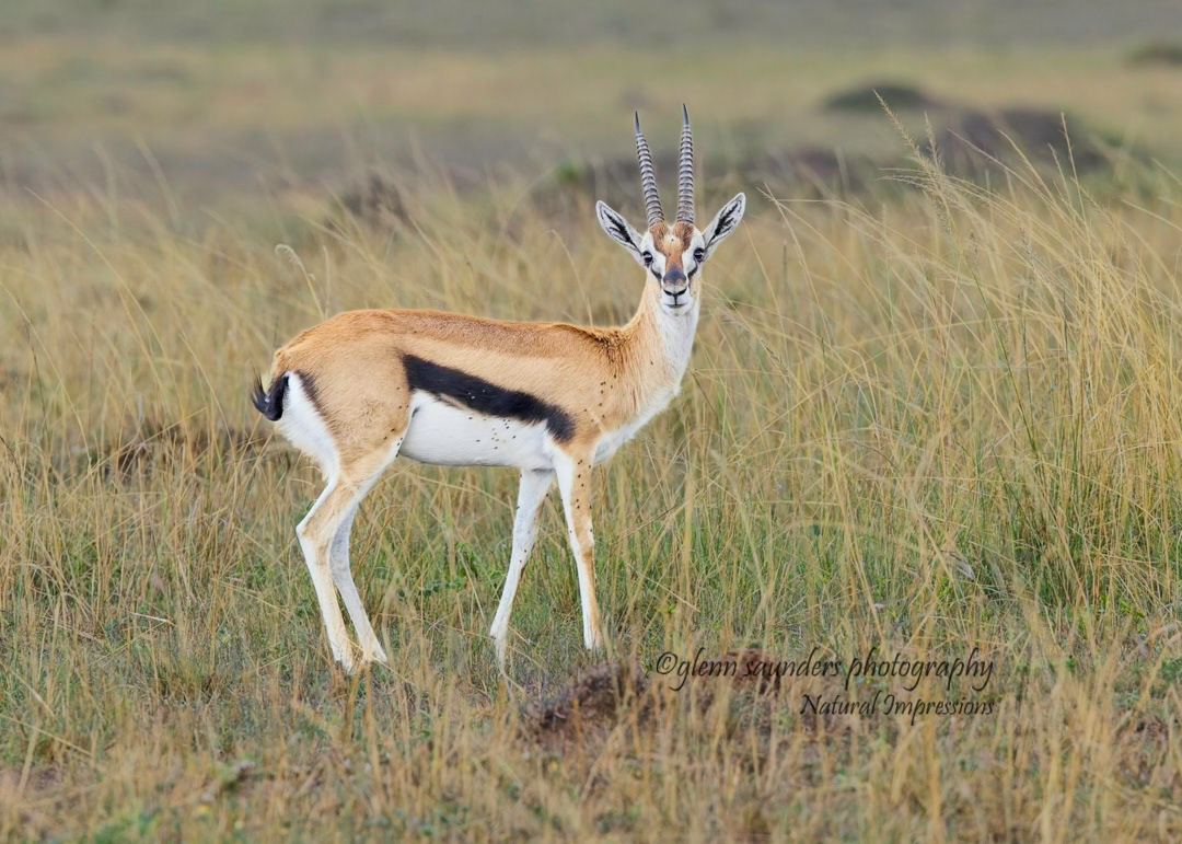 Thompson Gazelle 95985 - Kenya