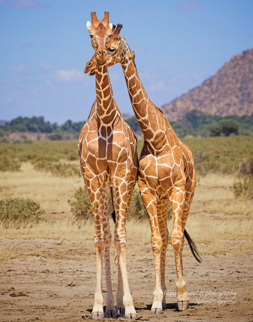Giraffe 46074 - Kenya