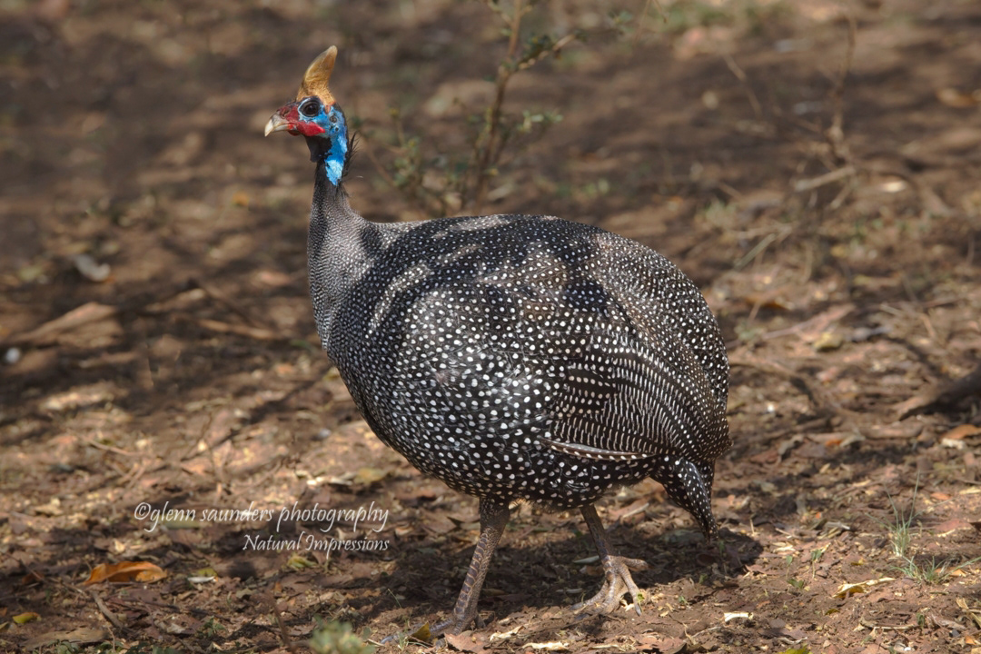 Helmeted Guineafowl - Keny