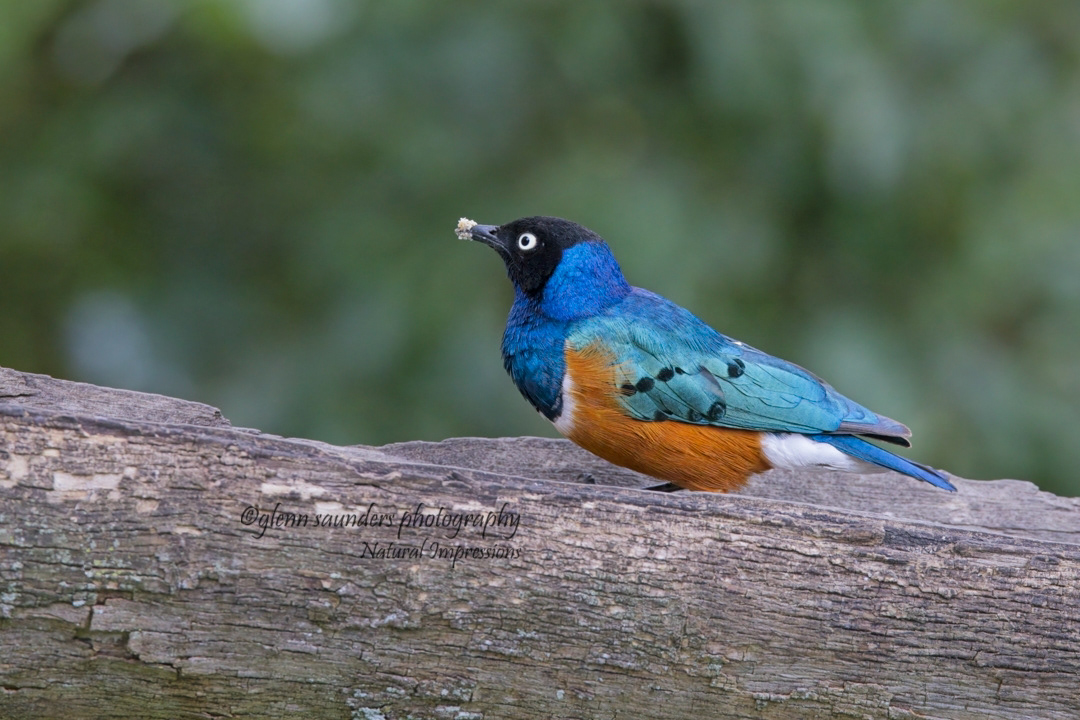 Superb Starling - Kenya