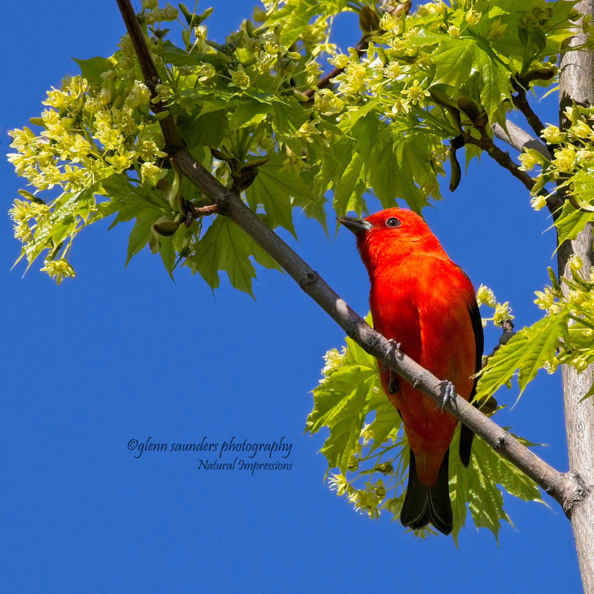 Scarlet Tanger - Canada