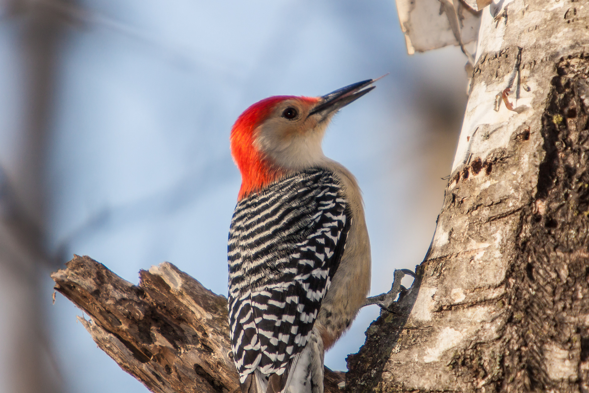 Red-bellied Woodpecker - Canada