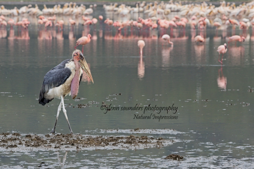 Marabou Stork - Kenya