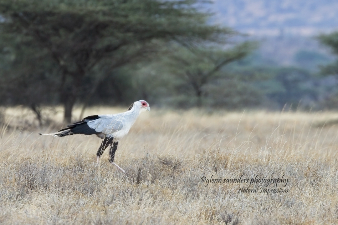 Secretary Bird - Kenya