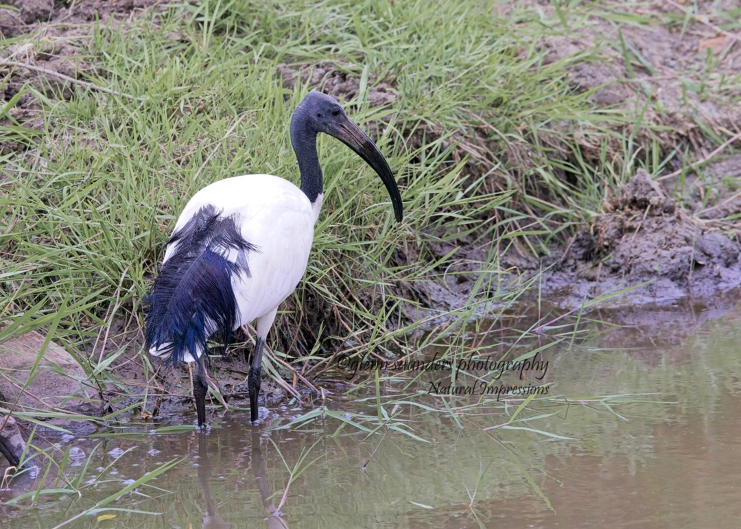 African Sacred Ibis - Kenya