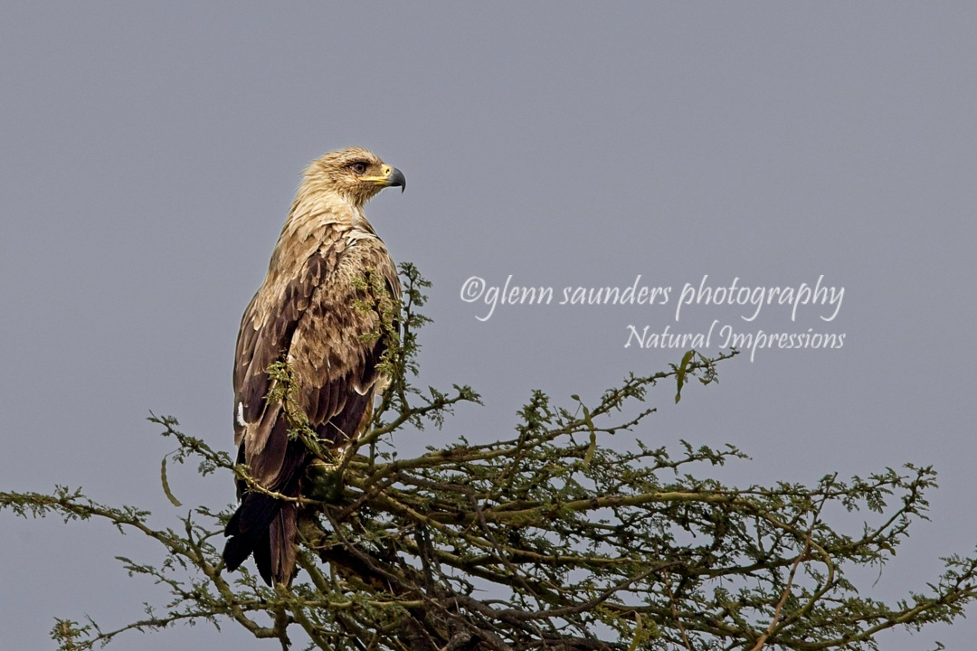 Tawny Eagle - Kenya