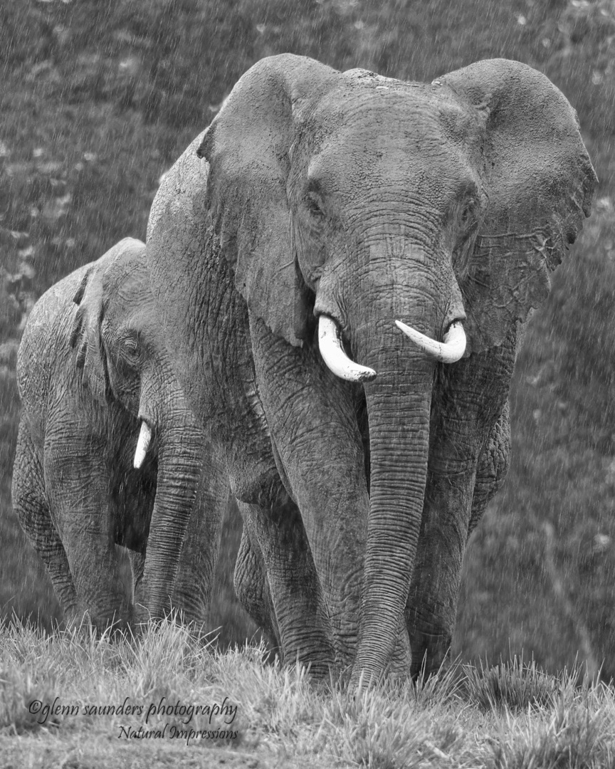 Elephants 47128 - Kenya
