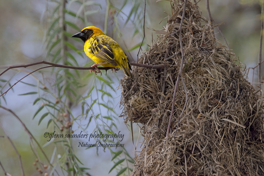 Souther Masked Weaver - Kenya