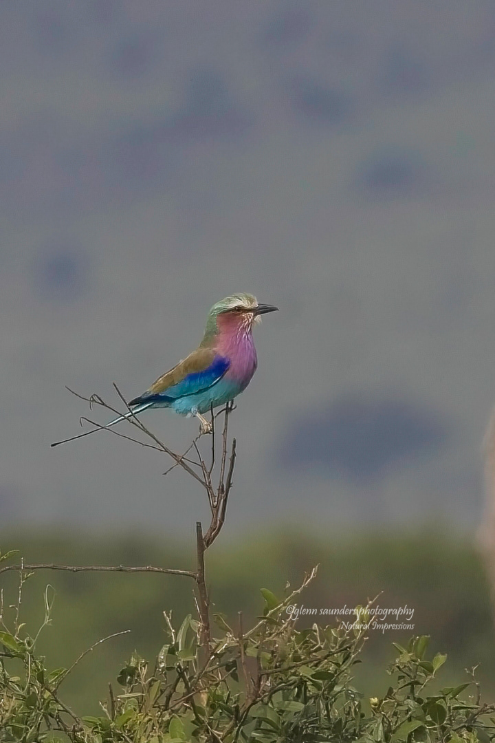 Lilac-breasted Roller - Kenya