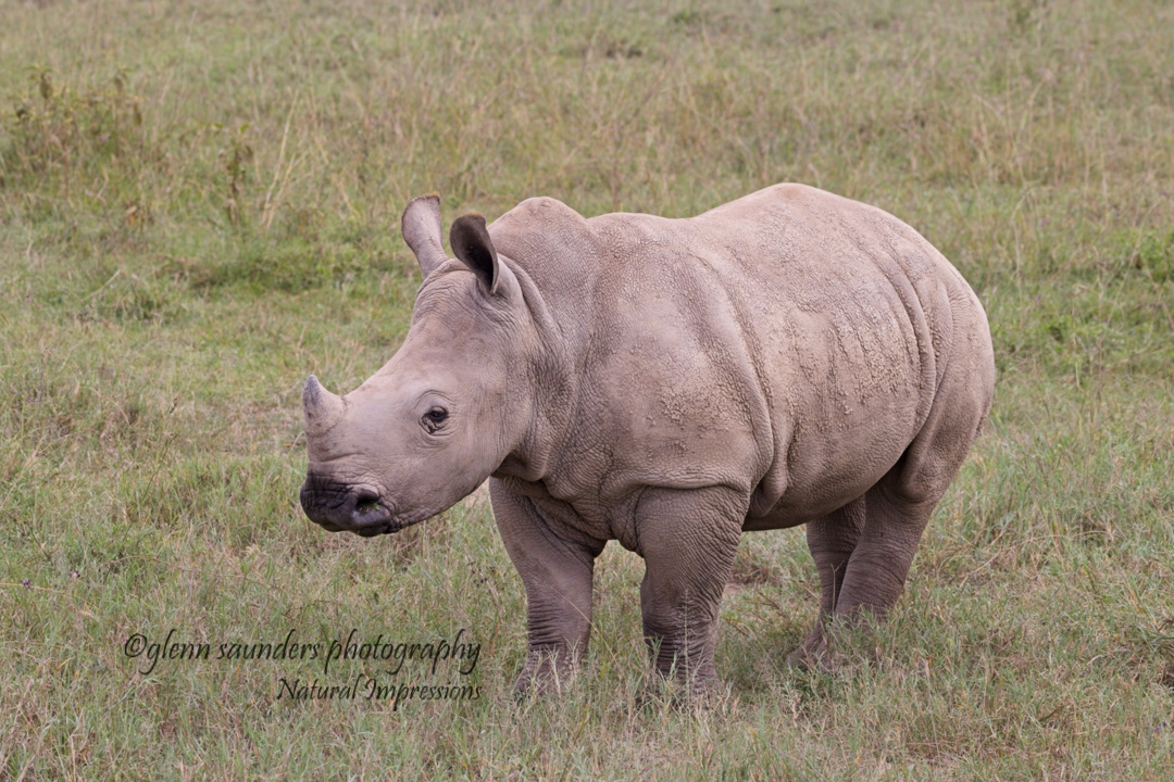 White Rhino 8252 - Kenya