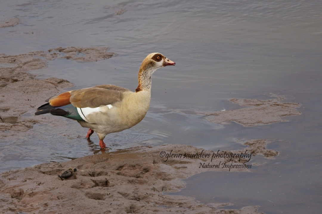 Egyptian Goose - Kenya