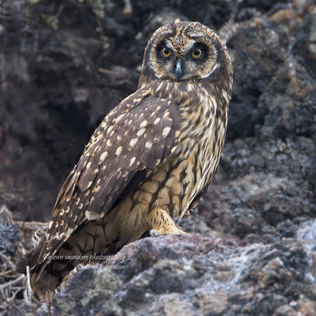 Short-eared Owl - Galapagos