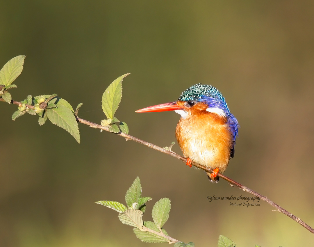 Malachite Kingfisher - Kenya