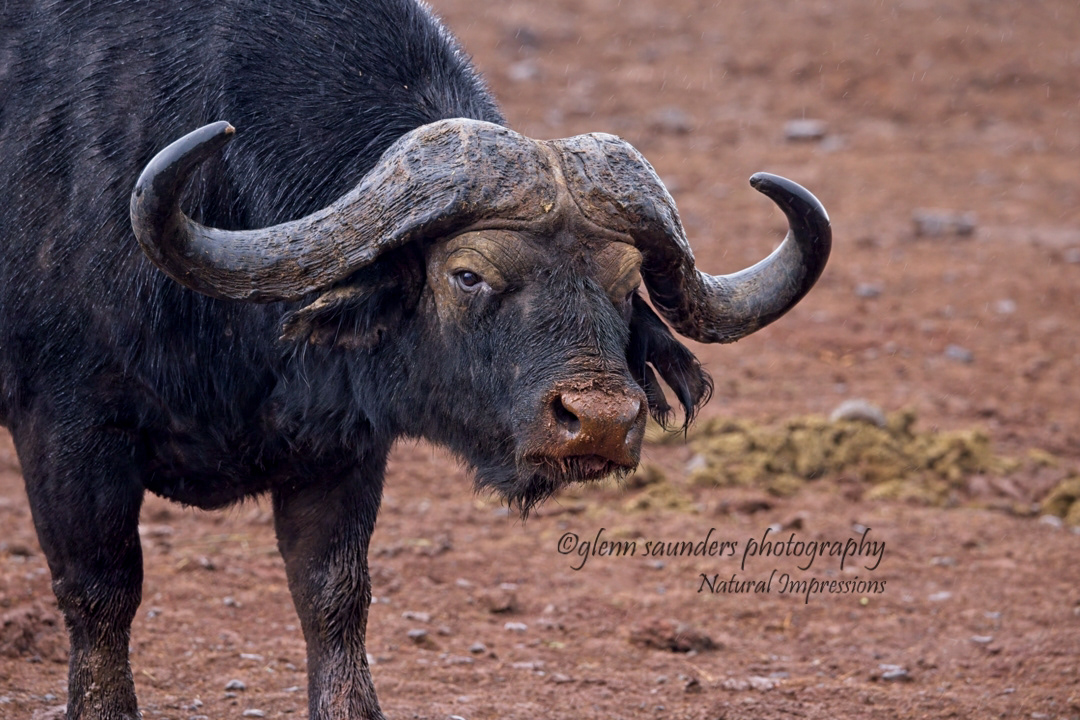 Cape Buffalo 7321 - Kenya