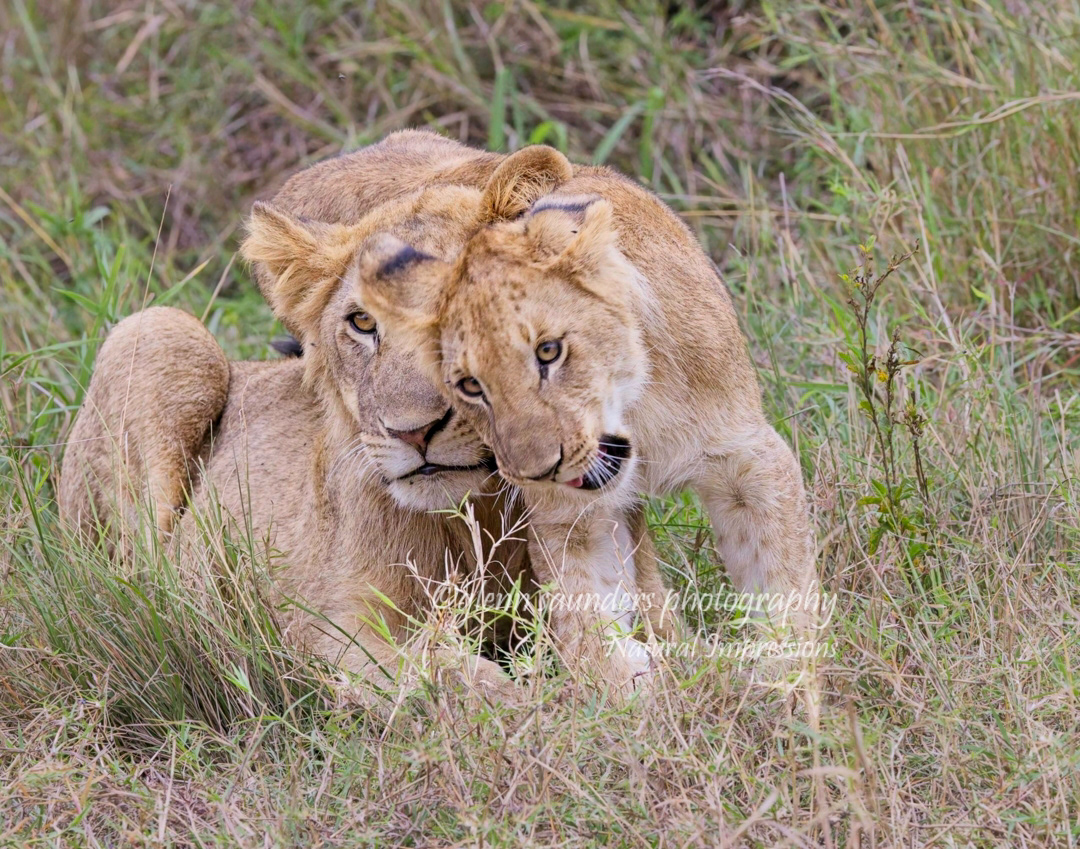 Lion Cub and Mom 49699 - Kenya