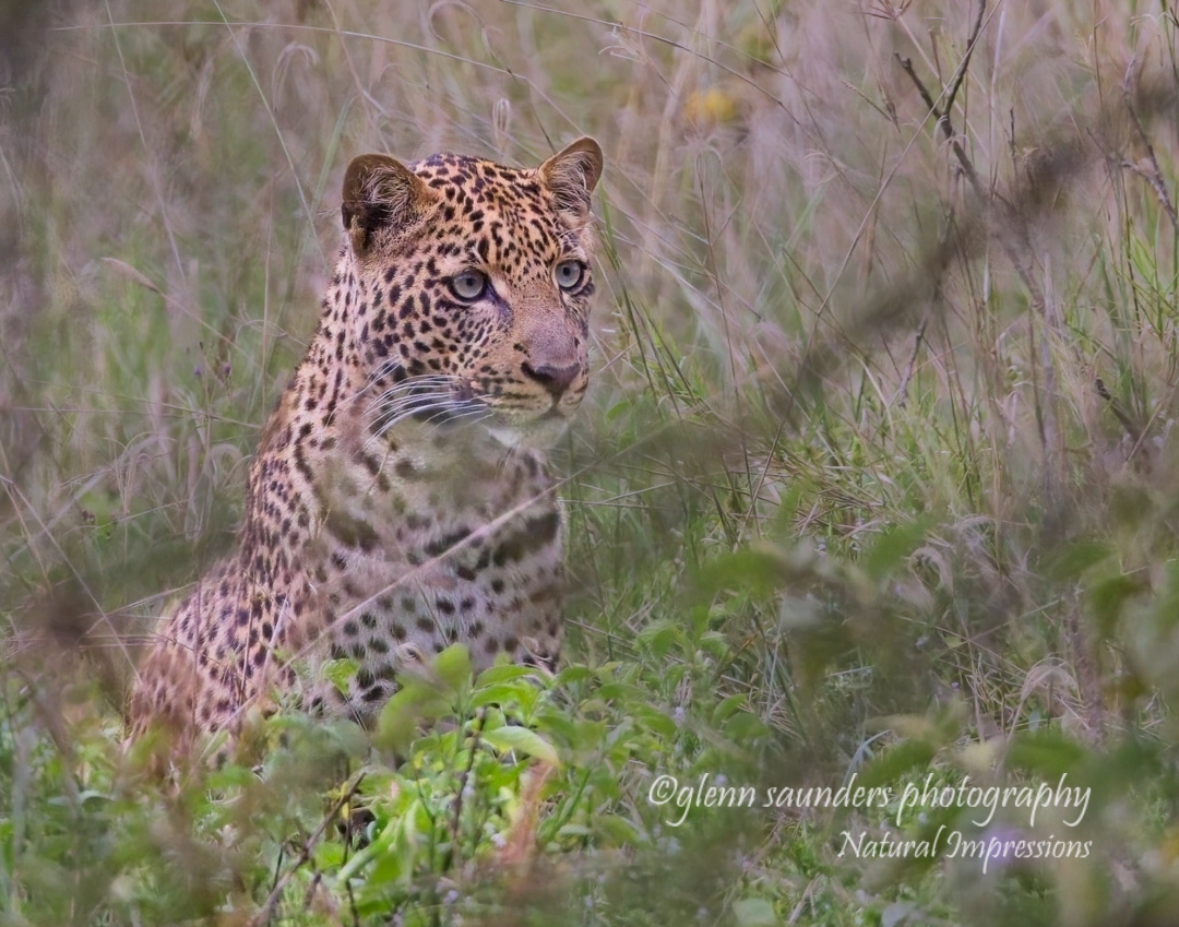 Leopard 7909 - Kenya