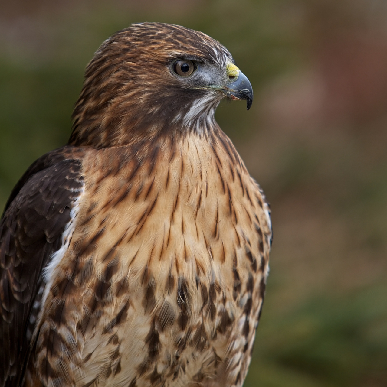 Red-tailed Hawk - Canada