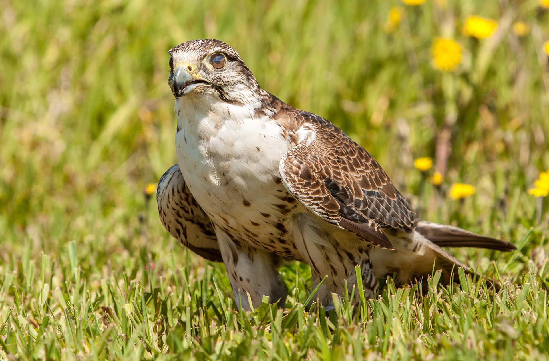 Gyrfalcon - Canada