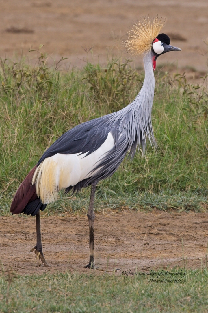 Grey-crowned Crane - Kenya