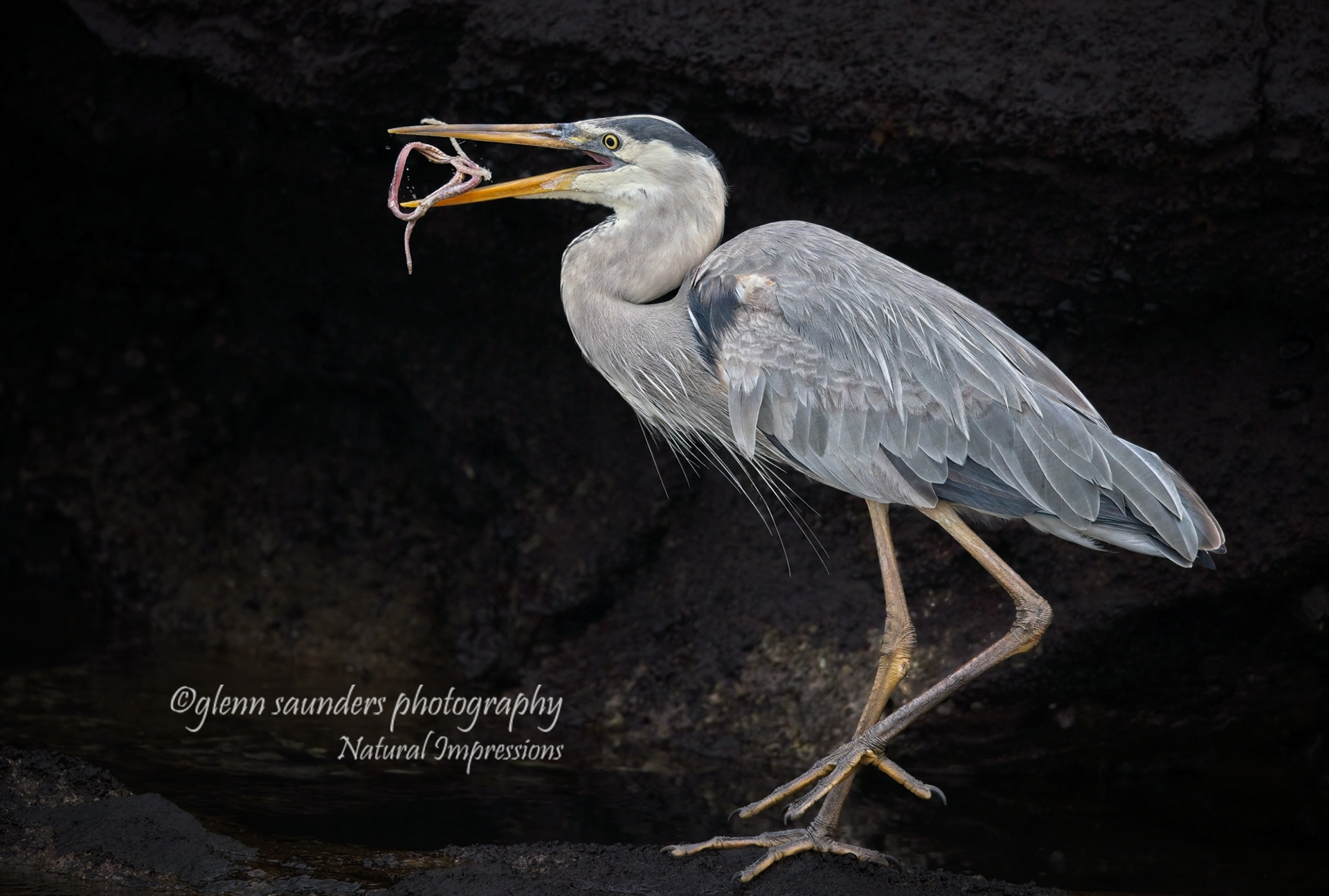 Blue Heron - Galapagos
