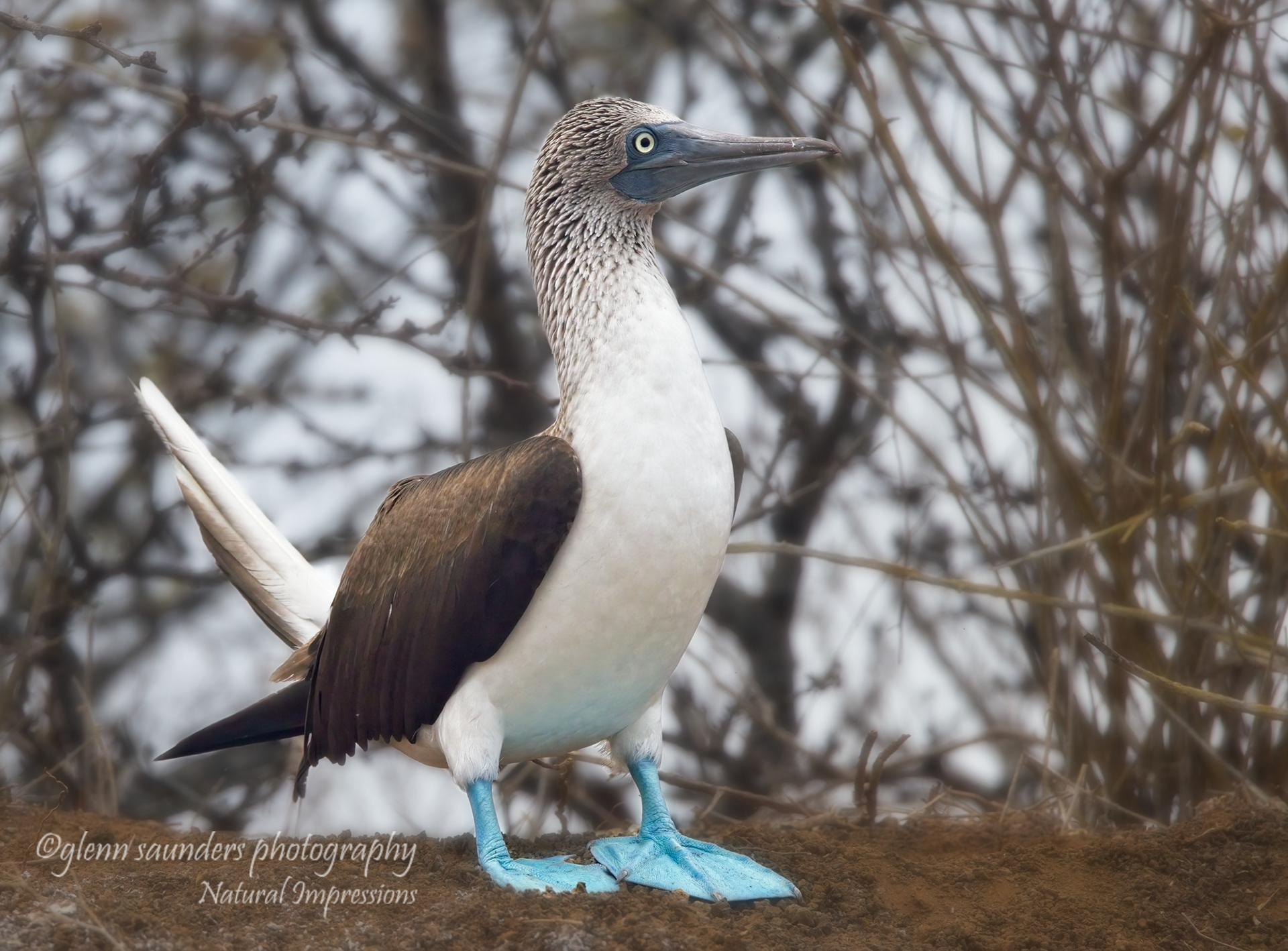 Blue Footed Booby - Galapagos