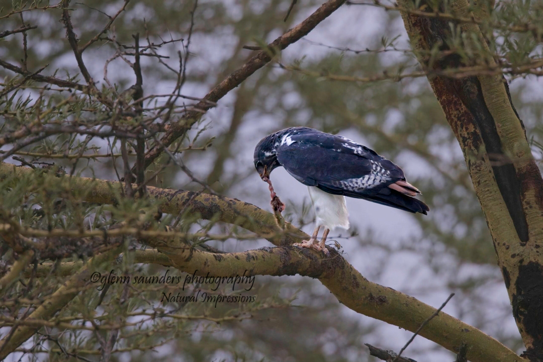 Auger Buzzard - Kenya