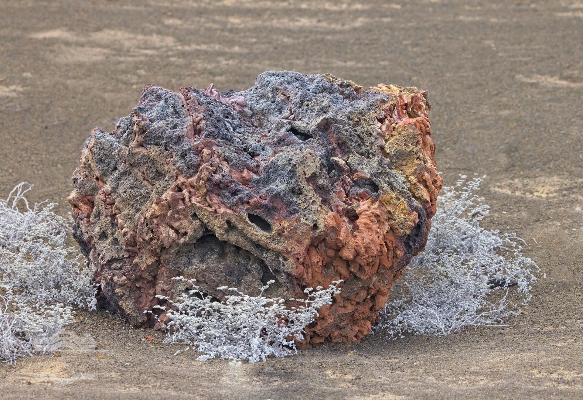 BartoloGenovesa Island - Galapagosme  Island