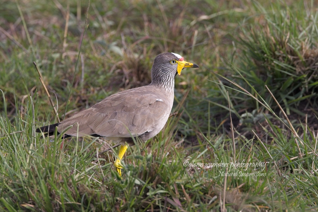 African Wattled Plover - Kenya