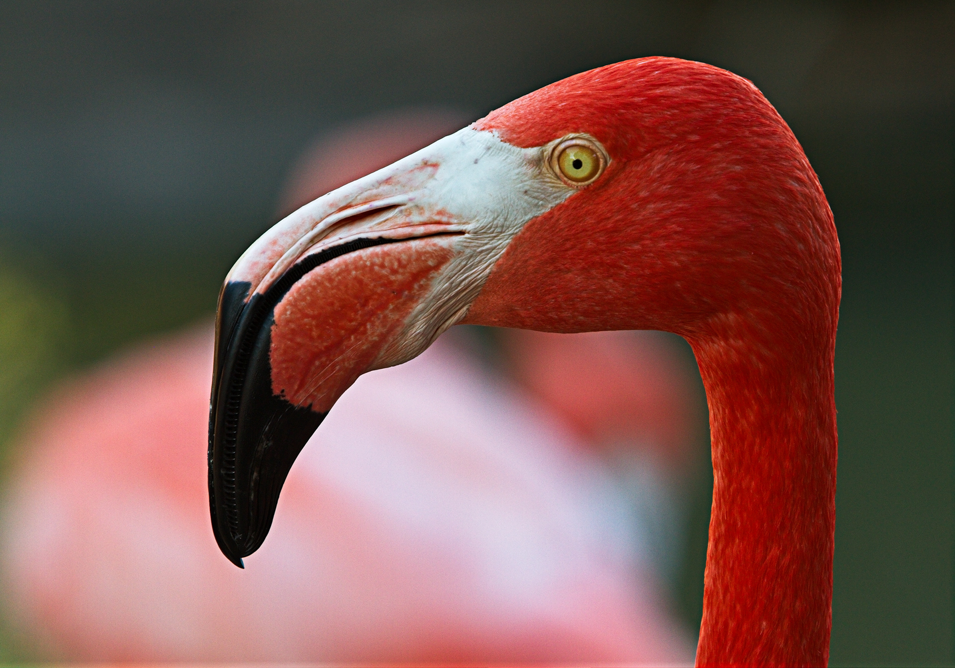 Flamingo
