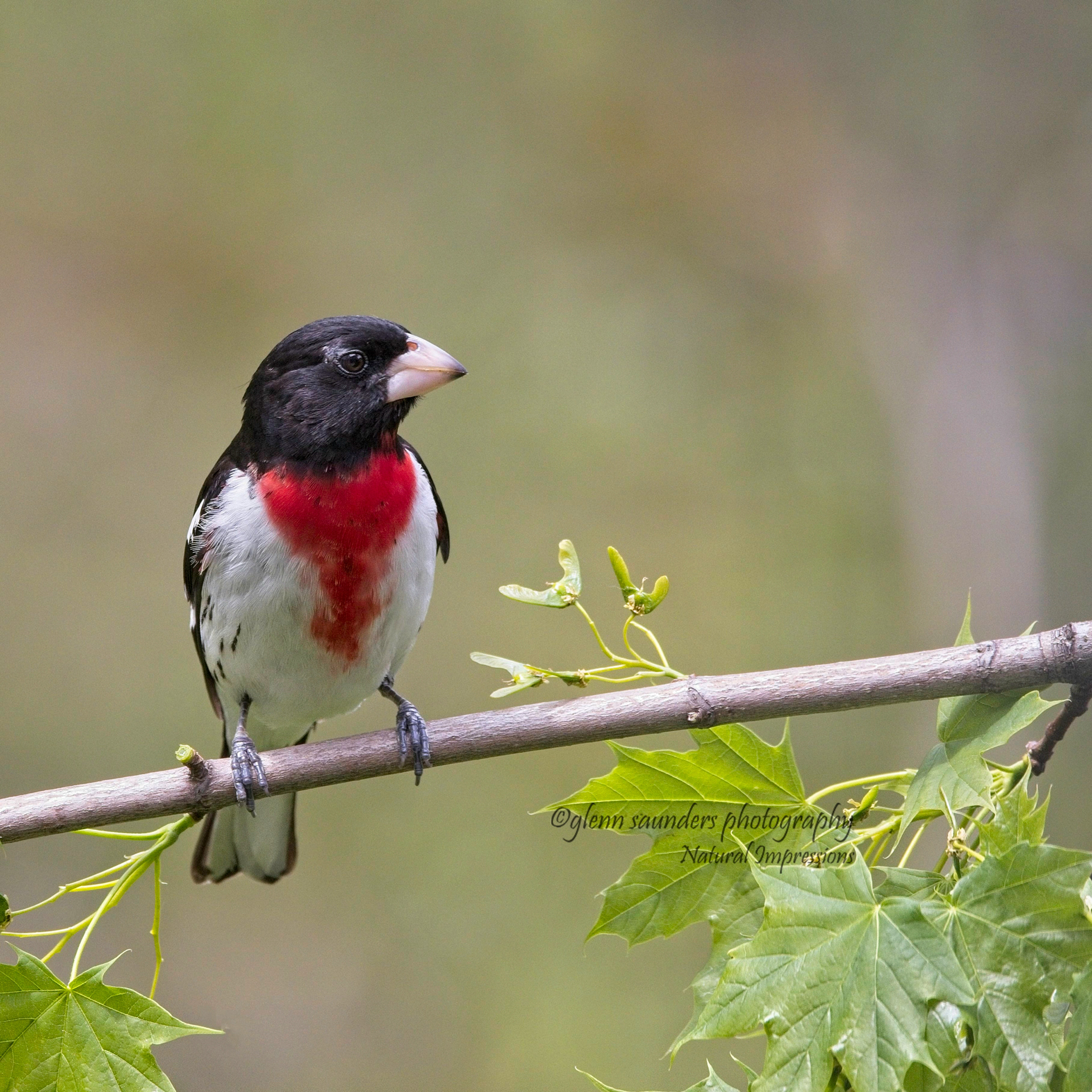 Rose-breasted Grosbeak - Canada