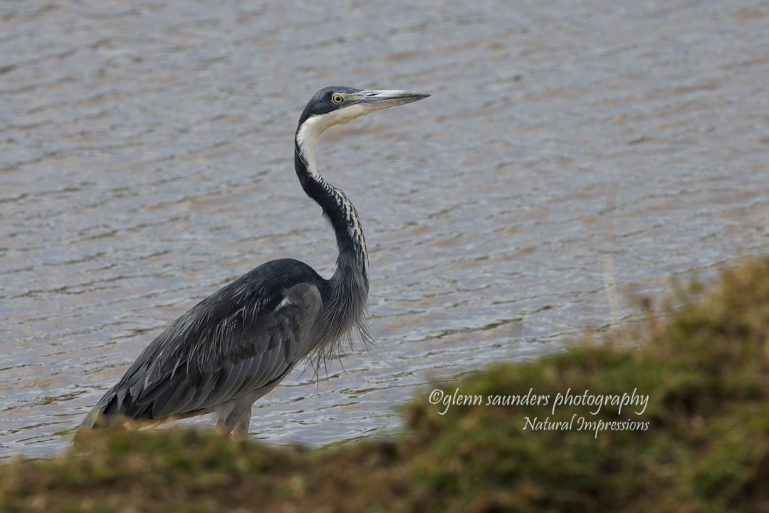 Grey Heron - Kenya
