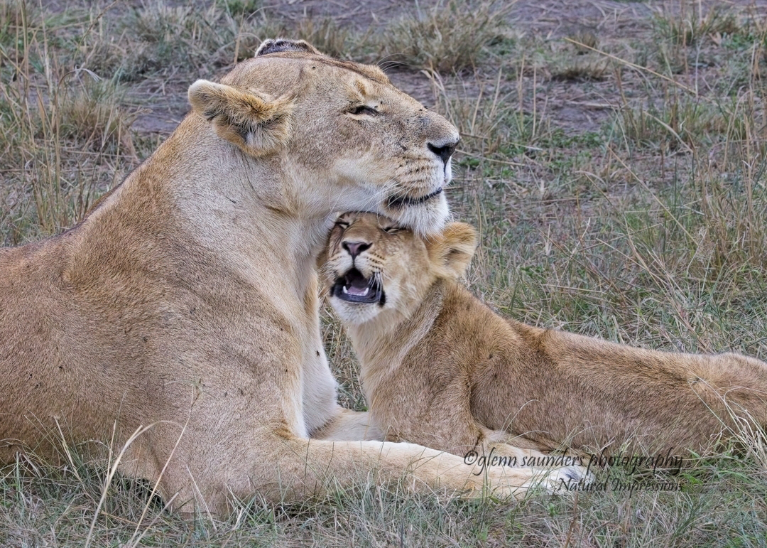 Lion Cub and Mom 49801 - Kenya