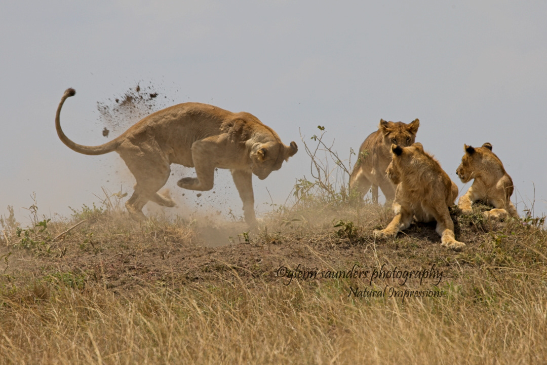 Lions digging for a Warthog 8508 - Kenya