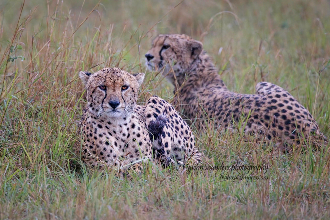 Cheetah 0947 - Kenya