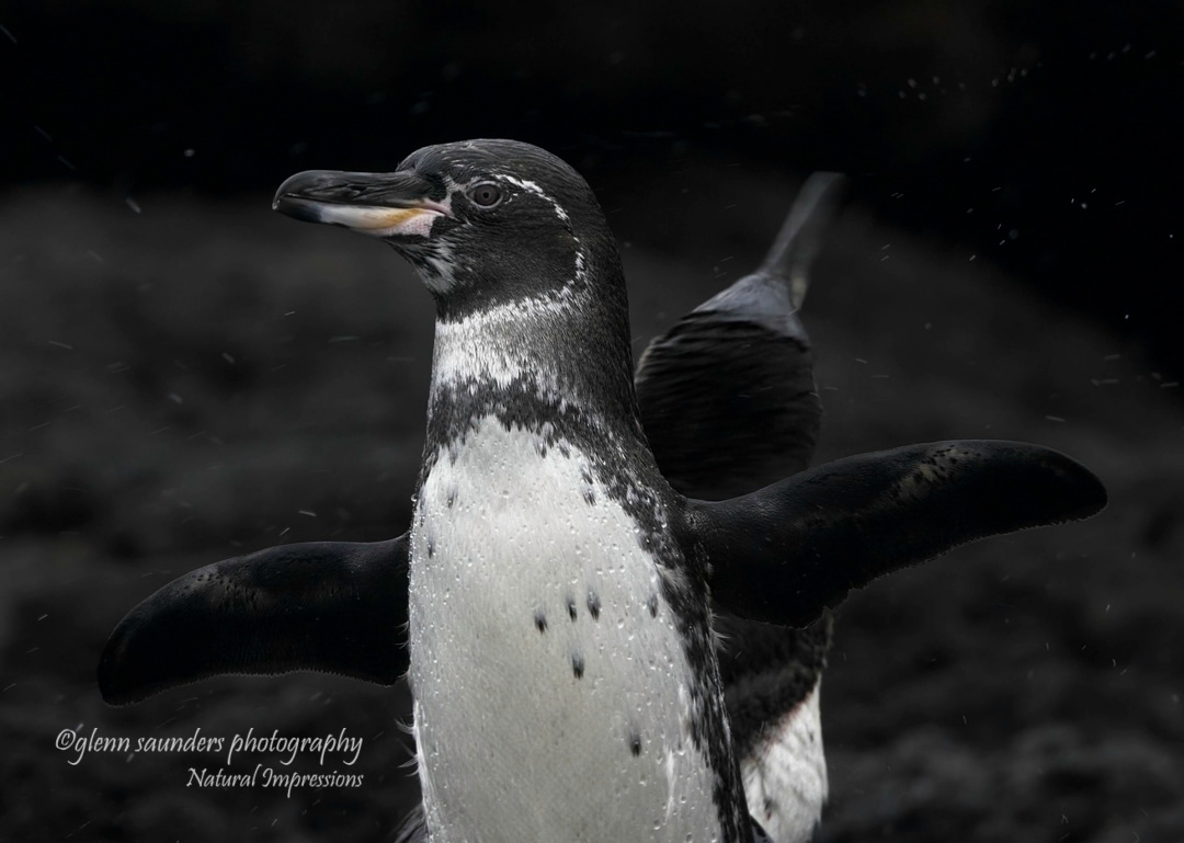 Galapagos Penguin - Galapagos