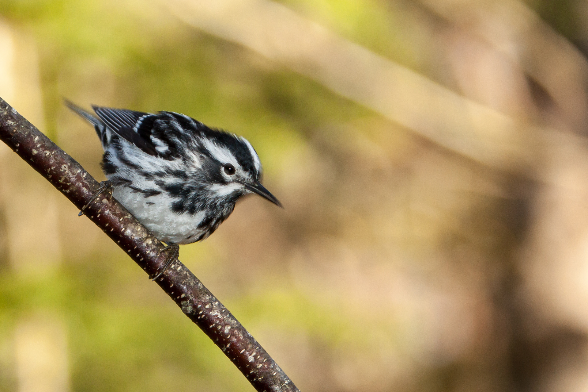 Black & White Warbler - Canada