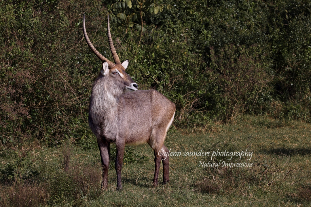 Water Buck 7606 - Kenya