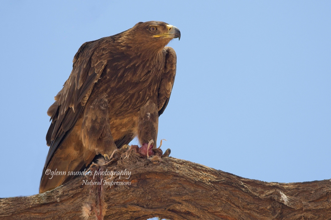 Tawny Eagle - Kenya