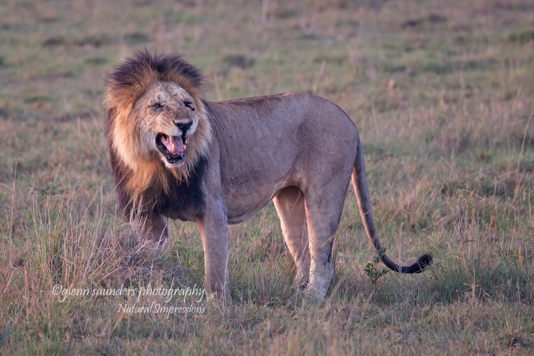 Male Lion 0151 - Kenya