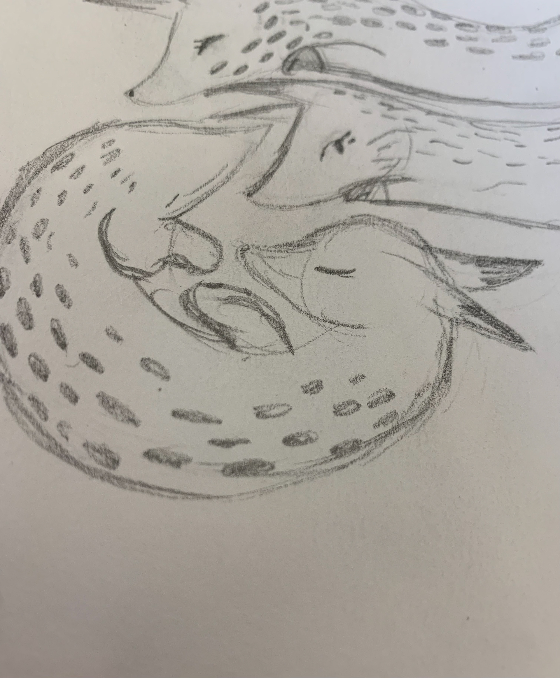 Noodle Foxes