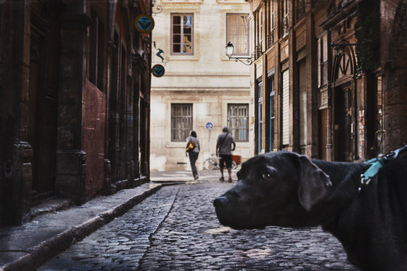 When a dog thinks you're weird