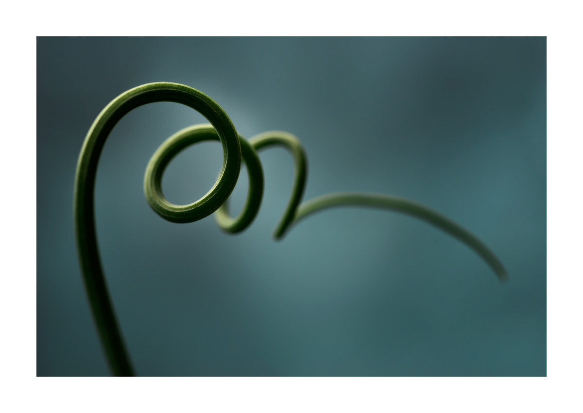 ERBA CIPOLLINA 005