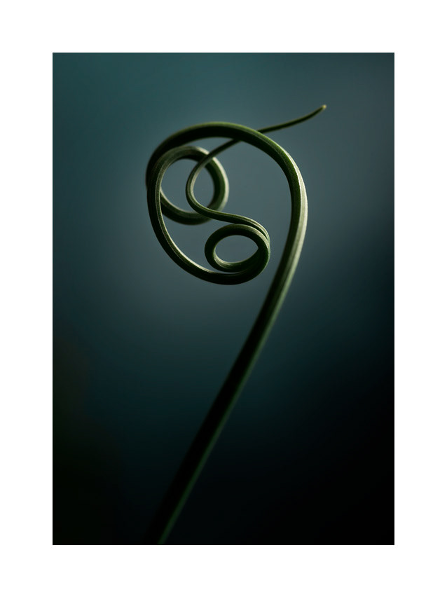 ERBA CIPOLLINA 001