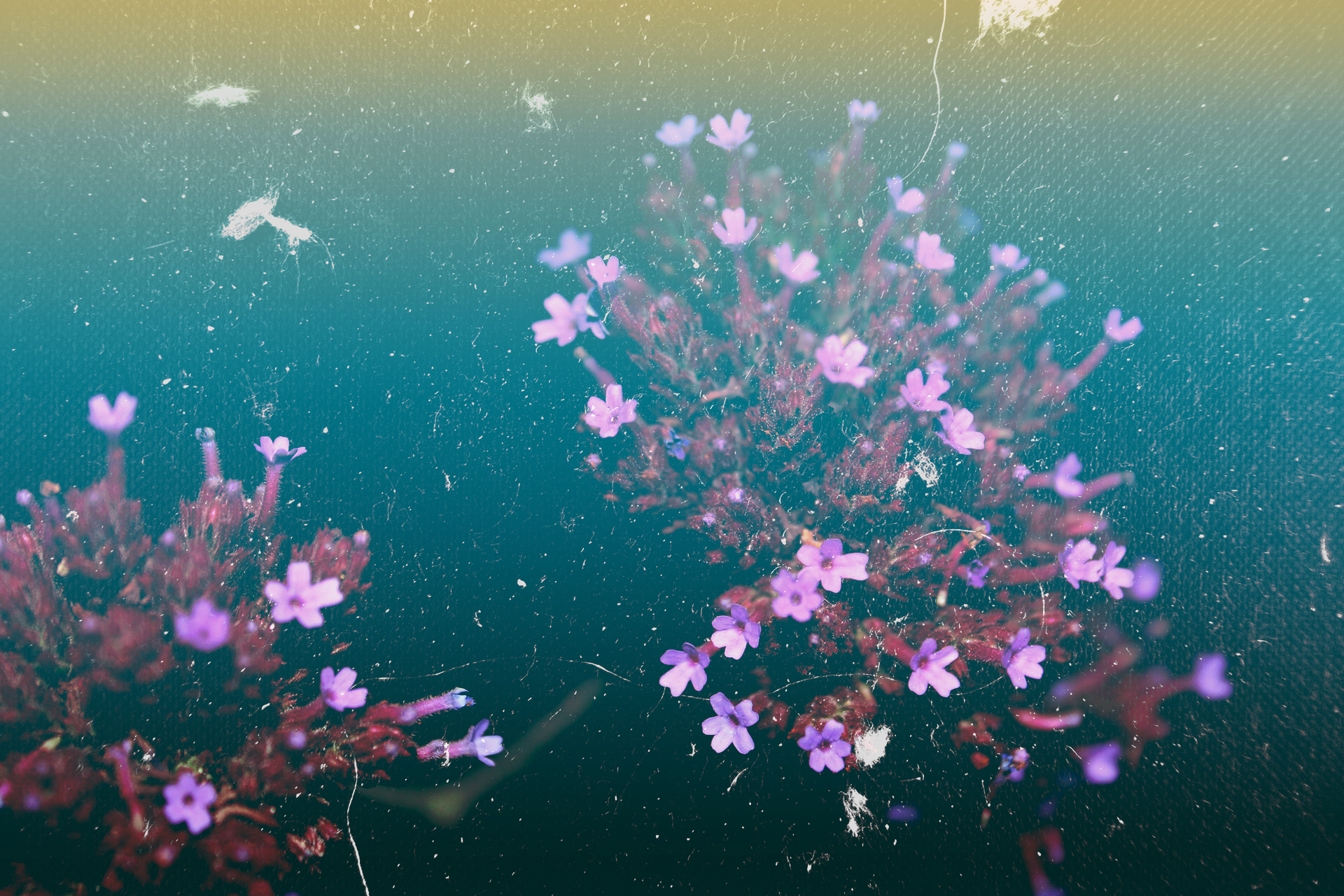 Free photo found on pixabay.com