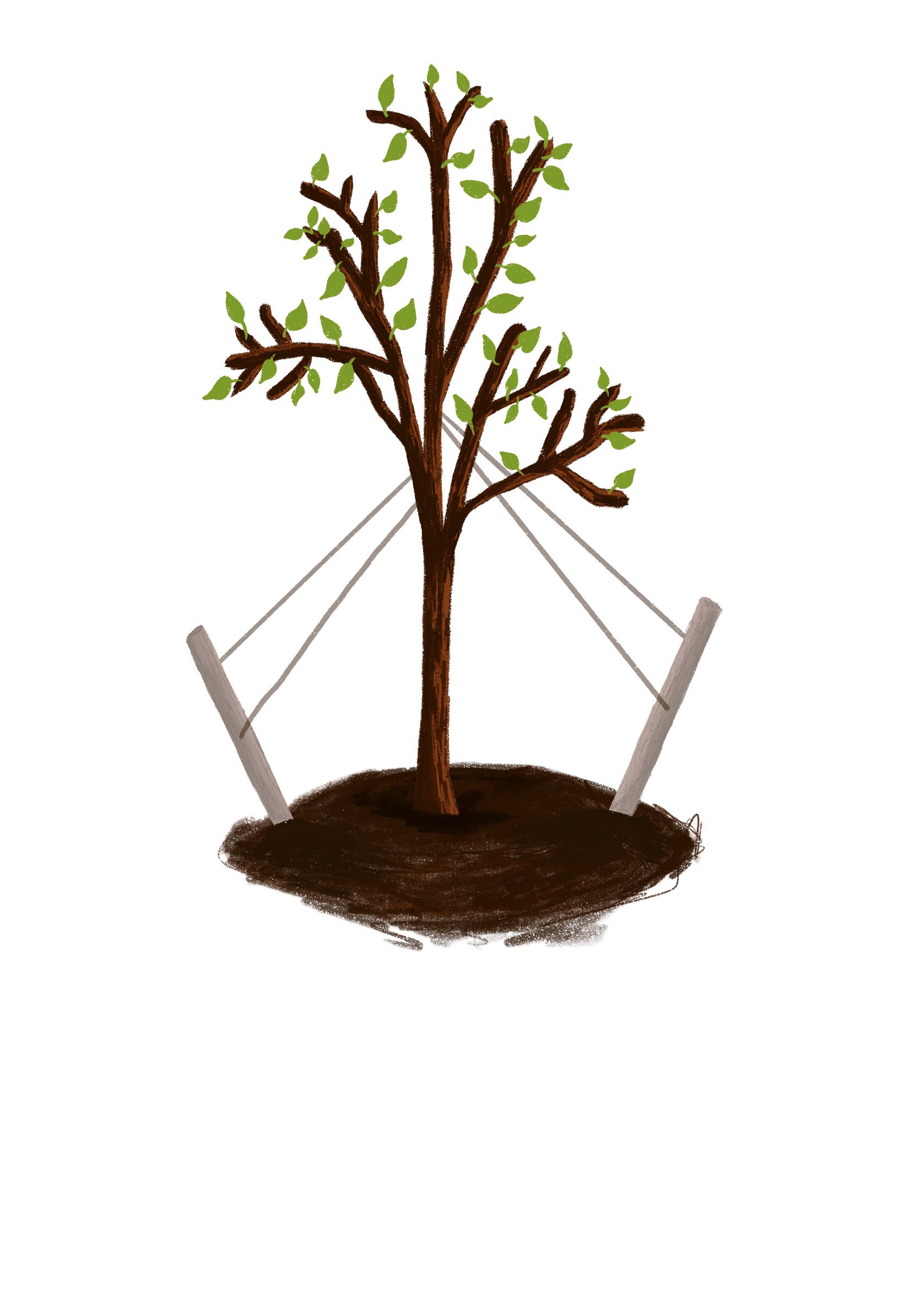 Sapling