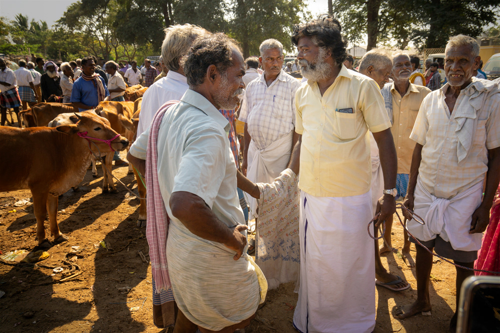 Bidding for Livestock