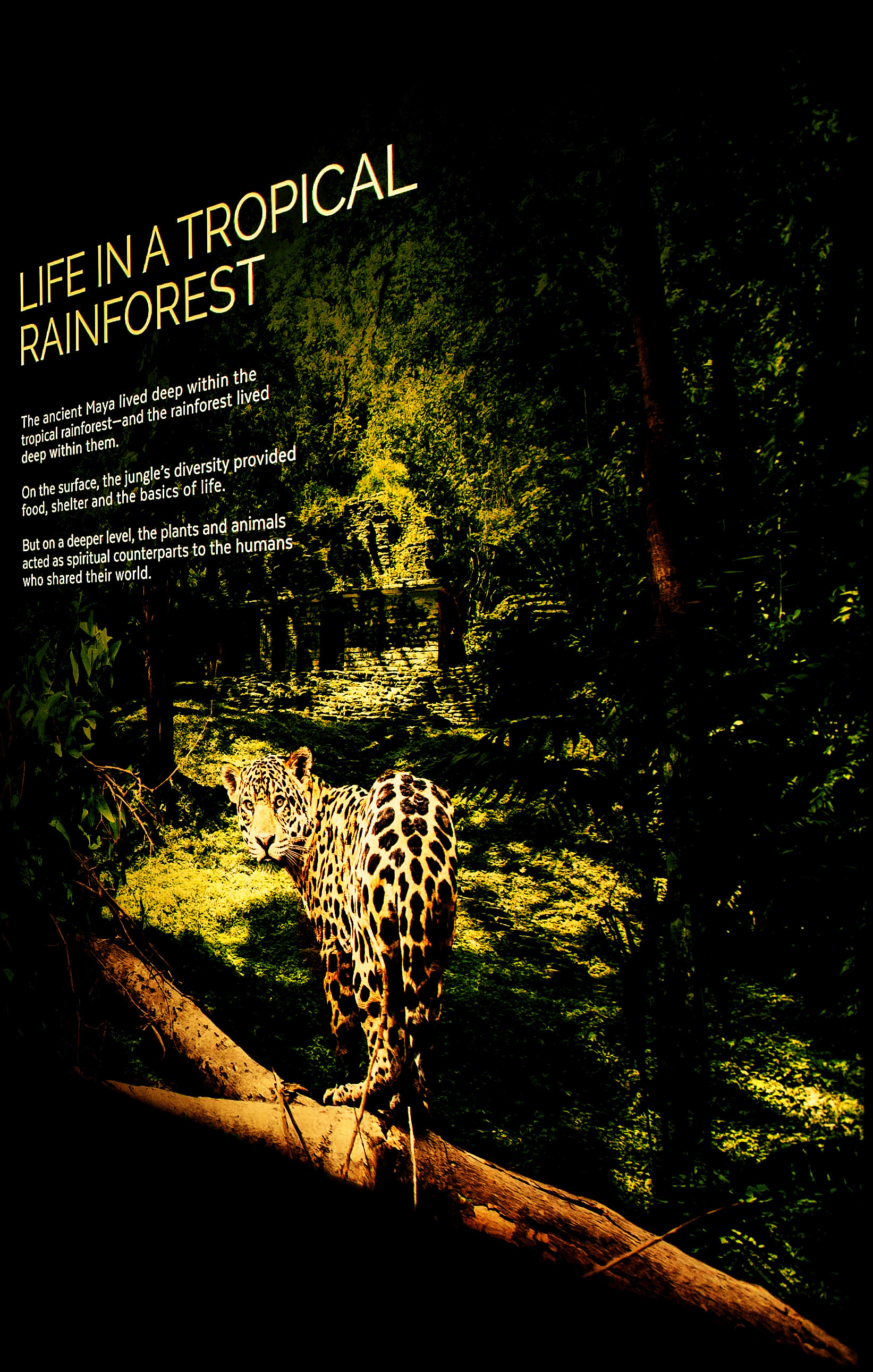 Immersive backlit fabric and Plexi graphics providing an atmospheric mood visual of the Maya jungle for the physical exhibition space.