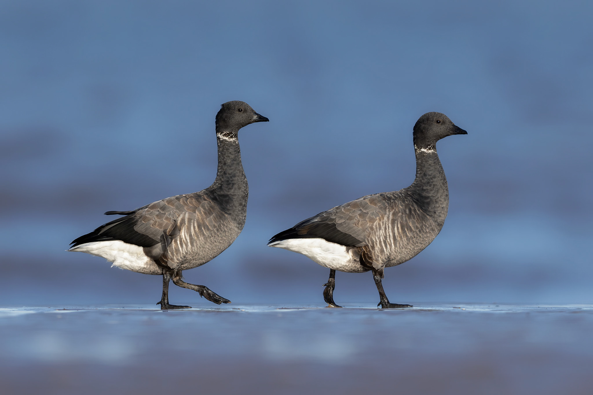 Brent Geese